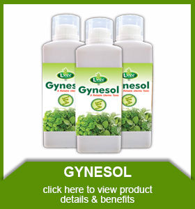 gynesol